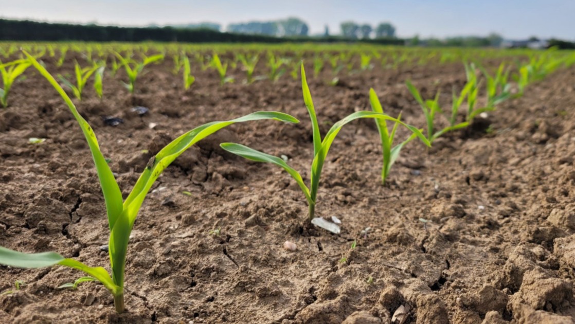 🌽 De weersomstandigheden zijn enorm groeizaam en de gezaaide mais schiet uit de grond. Voor we het weten zijn we weer toe aan de onkruidbestrijding. Naast de standaardmix is het advies om Aminoboost toe te voegen. Vragen of advies?bit.ly/3ArmVLK