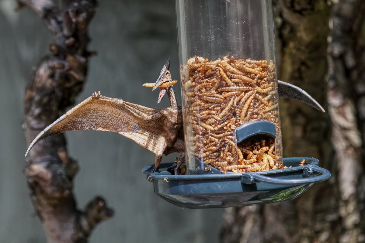 These are rarer than hen's teeth....a baby Pteranodon enjoying the mealworms in my Southampton garden this morning... @PhilippaDrewITV @BBCSpringwatch
