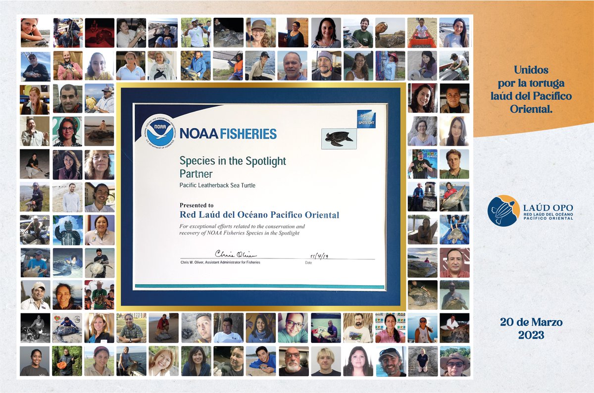 #Reconocimiento extendido por la #NOAAFishieries a los miembros de la #RedLaúdOPO, por sus esfuerzos con más de 100 personas en toda la región desde Estados Unidos hasta Chile, trabajando arduamente por la recuperación y conservación de la tortuga laúd del OPO. 
¡¡FELICIDADES!!