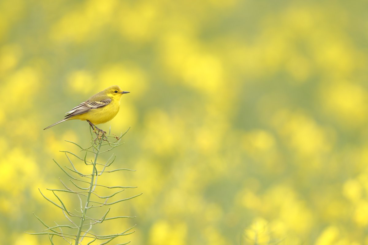 MikeMcKen8's tweet photo. Yellow Wagtail https://t.co/01om3tk9aZ