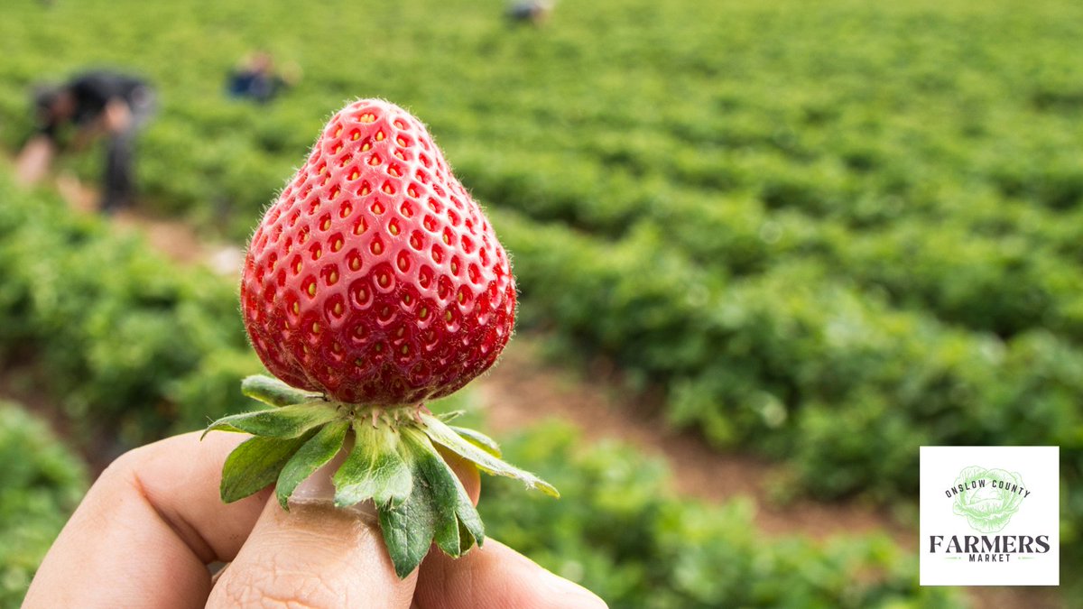 Did you know NC is ranked #3 in strawberry production?  Get them while you can.  Freeze them to enjoy later! 🍓
#onslowcounty
#jacksonvillenc
#supportlocalfarmers
#marketlife