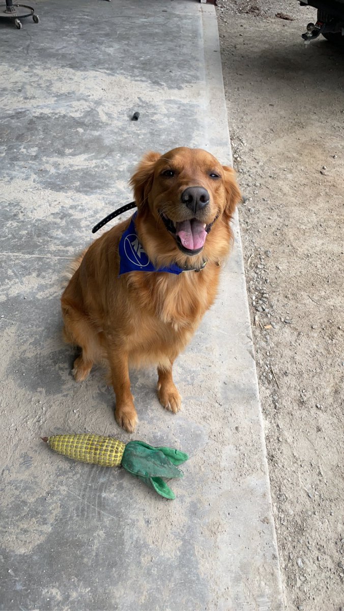 Four legged helper is ready to plant a #GrowMore plot in Seymour, Wi. 🌽💥

#PlantNK23
@NKSeeds 
@NKNorthernIL_WI