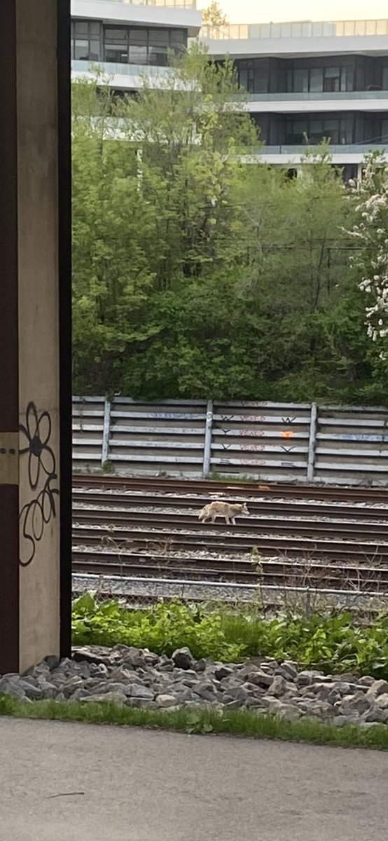 With all the development in the city it’s easy to forget wild animals still roam free in many pockets. Saw this coyote along the railpath by Fort York.