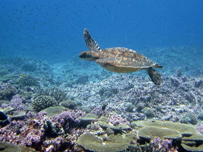 SDIDEC's tweet image. CommerceGov: RT @NOAACoral: It’s #WorldTurtleDay 🐢 and we’re celebrating all the #SeaTurtles that call #CoralReefs home 🪸🏠
Some sea turtles help keep coral reef ecosystems in balance ⚖️ by eating algae and sponges that compete with the corals for spa…