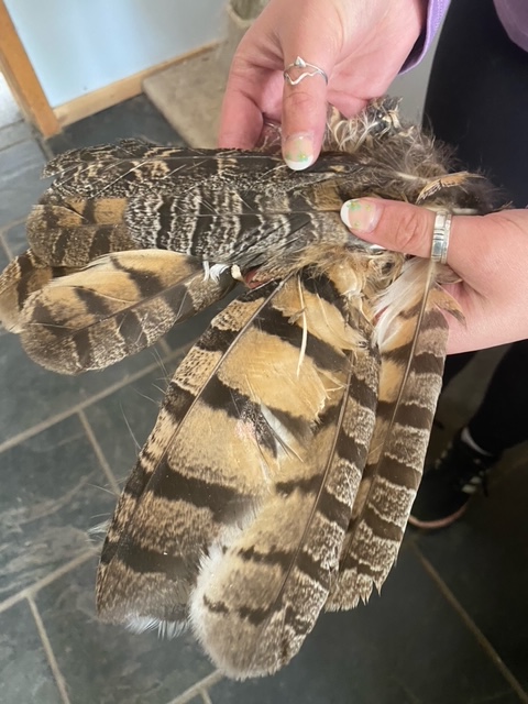 Check out what we found when cleaning our two Owl Flight Pens! 🦉We got quite a haul - can you identify who the feathers and bones might've belonged to?