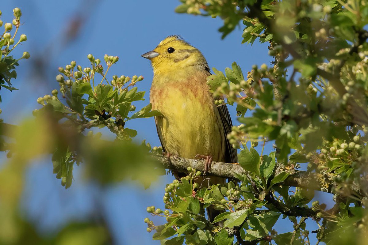 Yellowhammer, taken this morning near Axmouth