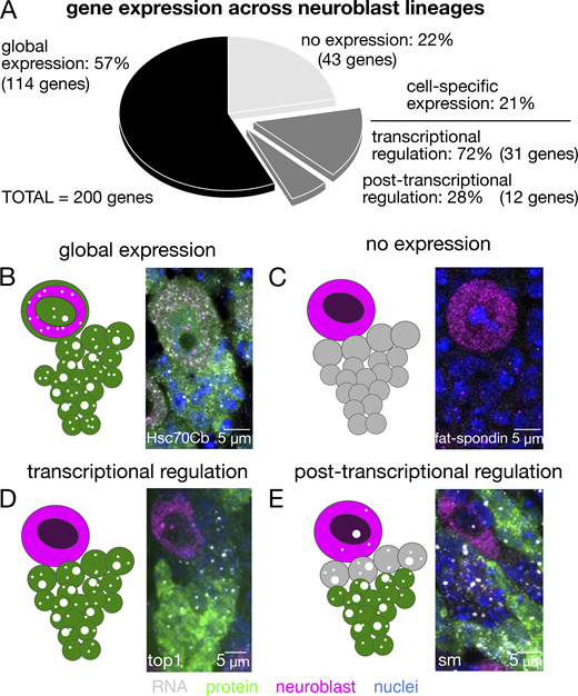 Journal of Cell Biology (@jcellbiol) on Twitter photo Discordance between protein and mRNA expression patterns reveals the extent of post-transcriptional regulation in neuroblast differentiation. Taken from a new screen in the #Drosophila larval nervous system by <a href="/ilandavislab/">ilandavislab</a> bit.ly/3LVOjbV Discordance between protein and mRNA expression patterns reveals the extent of post-transcriptional regulation in neuroblast differentiation. Taken from a new screen in the #Drosophila larval nervous system by <a href="/ilandavislab/">ilandavislab</a> bit.ly/3LVOjbV