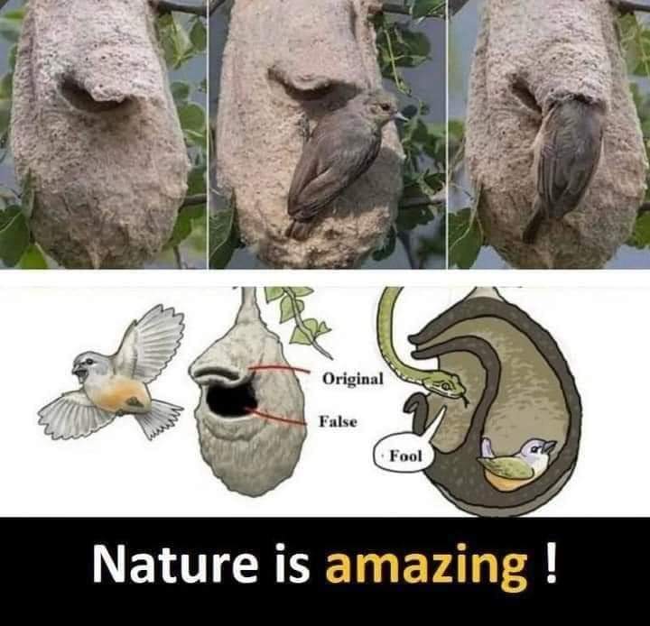 StanCAD_Int's tweet image. Isnt nature just full of wonders🥳🥳🥳 Little wonder how a bird could develop a highly intuitive camouflage security system as this 😂. God be praised 🙏🤭. This might inspire or might have inspired some #biomimitics designs 🤭🤔
#NatureBeauty #FastX