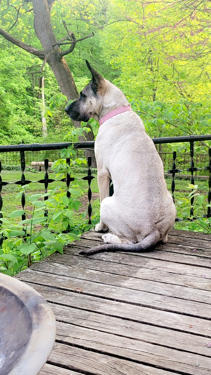 MsLexie97's tweet photo. @CoffindafferFBI @ChrisCuomo My Nala girl says hello Simba. 🥰🥰🥰 https://t.co/hD6XouKZEL