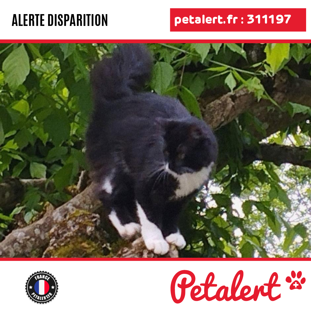 petalert_france's tweet photo. Disparu #Chat #Gironde #Langon #Petalert #PetAlert33 / https://t.co/1ttiSUImaz https://t.co/hWqU9oOCE6