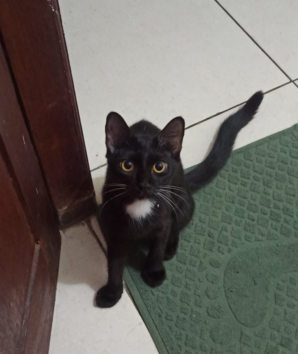rhavinov's tweet photo. Free open adopt kucing betina lok tangerang yg penting dijaga https://t.co/lLYztZcNi0