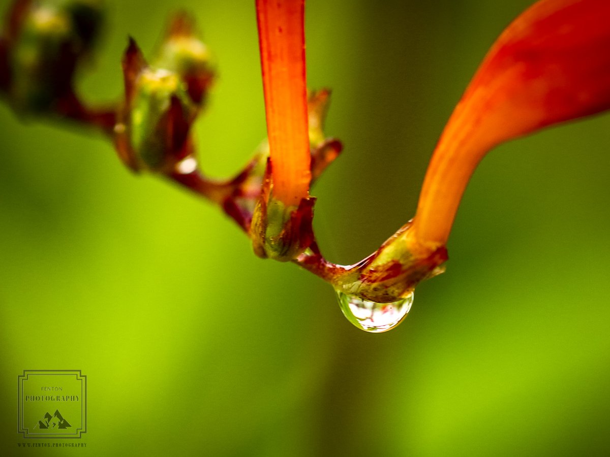 The Pacific Northwest is never short on raindrops. #waterdrop #water #nature #flower #flora #closeup #macro #bokeh @natureisbeaute @anglena_jolly