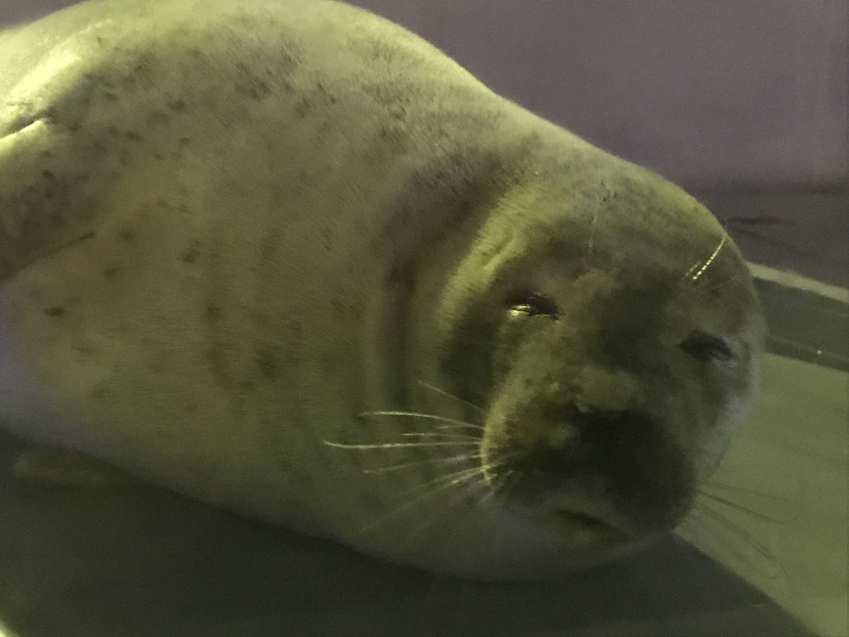 スマスイを振り返る
夜の乾きアザラシ🦭
#須磨海浜水族園
#スマスイ
#ゴマフアザラシ
#ありがとう