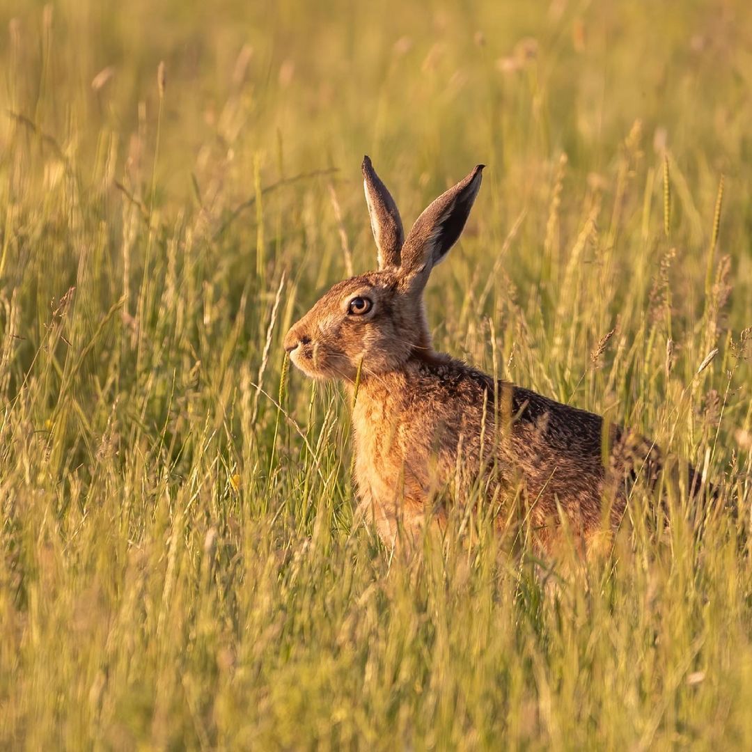 Hop, skip, and jump! A hare's playful day in the field.

📸: alexjorgejackson

#elmleynature #isleofsheppeyholidayvillage #isleofsheppey #homeownership #adventures #hare #visitswale