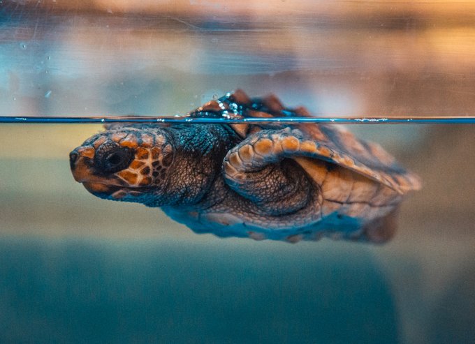 Secretary Reid Wilson (@secreidwilson) on Twitter photo It's #EndangeredSpeciesDay. Every day our <a href="/NCZoo/">North Carolina Zoo</a>, <a href="/NCparks/">NC Division of Parks and Recreation</a>, <a href="/NaturalSciences/">NC Museum of Natural Sciences</a>, <a href="/NCLandWaterFund/">NC Land and Water Fund</a>, @NCNHP, <a href="/NCAquariumatPKS/">NC Aquarium at PKS</a>, <a href="/NCAquarium_RI/">NC Aquarium on Roanoke Island</a>, <a href="/NCAquariumFF/">NC Aquarium at FF</a>, <a href="/jennettespierob/">Jennette's Pier</a> work to conserve habitat &/or protect threatened & endangered species. It's #EndangeredSpeciesDay. Every day our <a href="/NCZoo/">North Carolina Zoo</a>, <a href="/NCparks/">NC Division of Parks and Recreation</a>, <a href="/NaturalSciences/">NC Museum of Natural Sciences</a>, <a href="/NCLandWaterFund/">NC Land and Water Fund</a>, @NCNHP, <a href="/NCAquariumatPKS/">NC Aquarium at PKS</a>, <a href="/NCAquarium_RI/">NC Aquarium on Roanoke Island</a>, <a href="/NCAquariumFF/">NC Aquarium at FF</a>, <a href="/jennettespierob/">Jennette's Pier</a> work to conserve habitat &/or protect threatened & endangered species.