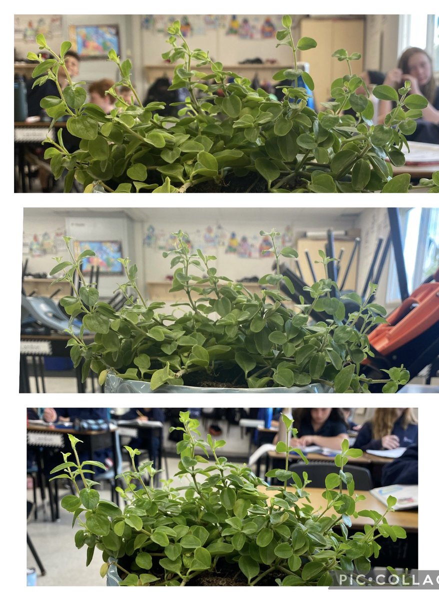 MrsAMoscato's tweet photo. Watching our classroom plant adapt.  ��Science is sooooo cool!” - Grade 6 student https://t.co/OsOG53AnJF