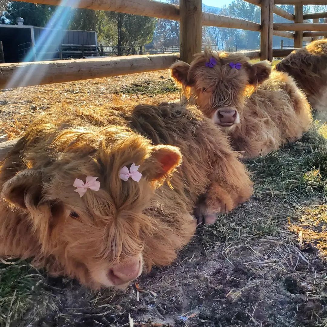 Today's dose of happy cows are brought to you by the Wild Roots Farm! Happy Friday cow lovers! 🐮 📸 wildrootsfarmllc