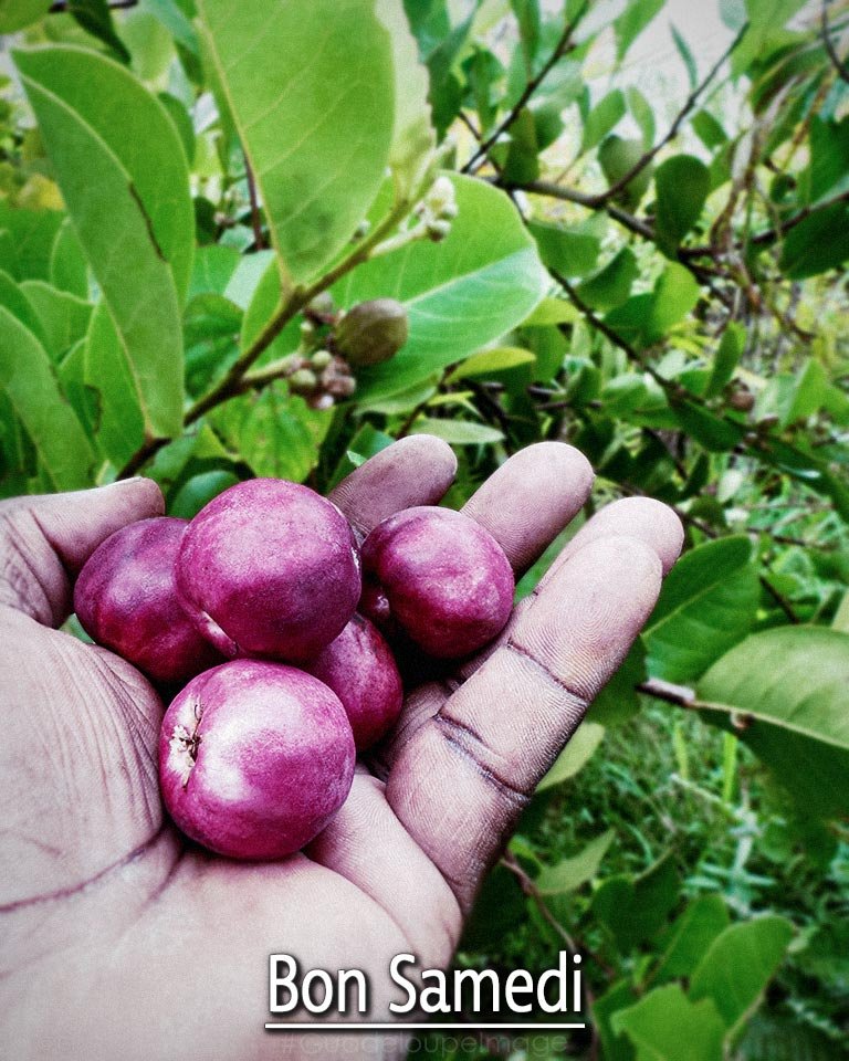 Zikak la bon toubolman . . .
Icaque ou prune coton, un fruit très apprécié dans les contrées tropicales.
Fruit de Guadeloupe !
————————               
- Bon samedi -                
————————               
Soleil de #Guadeloupe #Citation #Guadeloupeimage #Antilles ☀🌴♥💦🔥💯