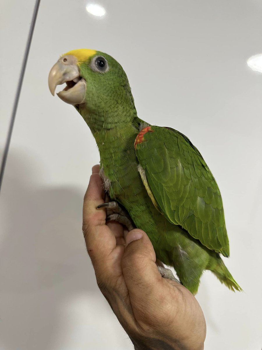 Sweet baby amazon parrot😍😍💚
#amazonparrot #parrot