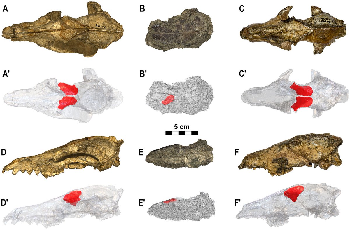 Saverio Bartolini Lucenti tweet media