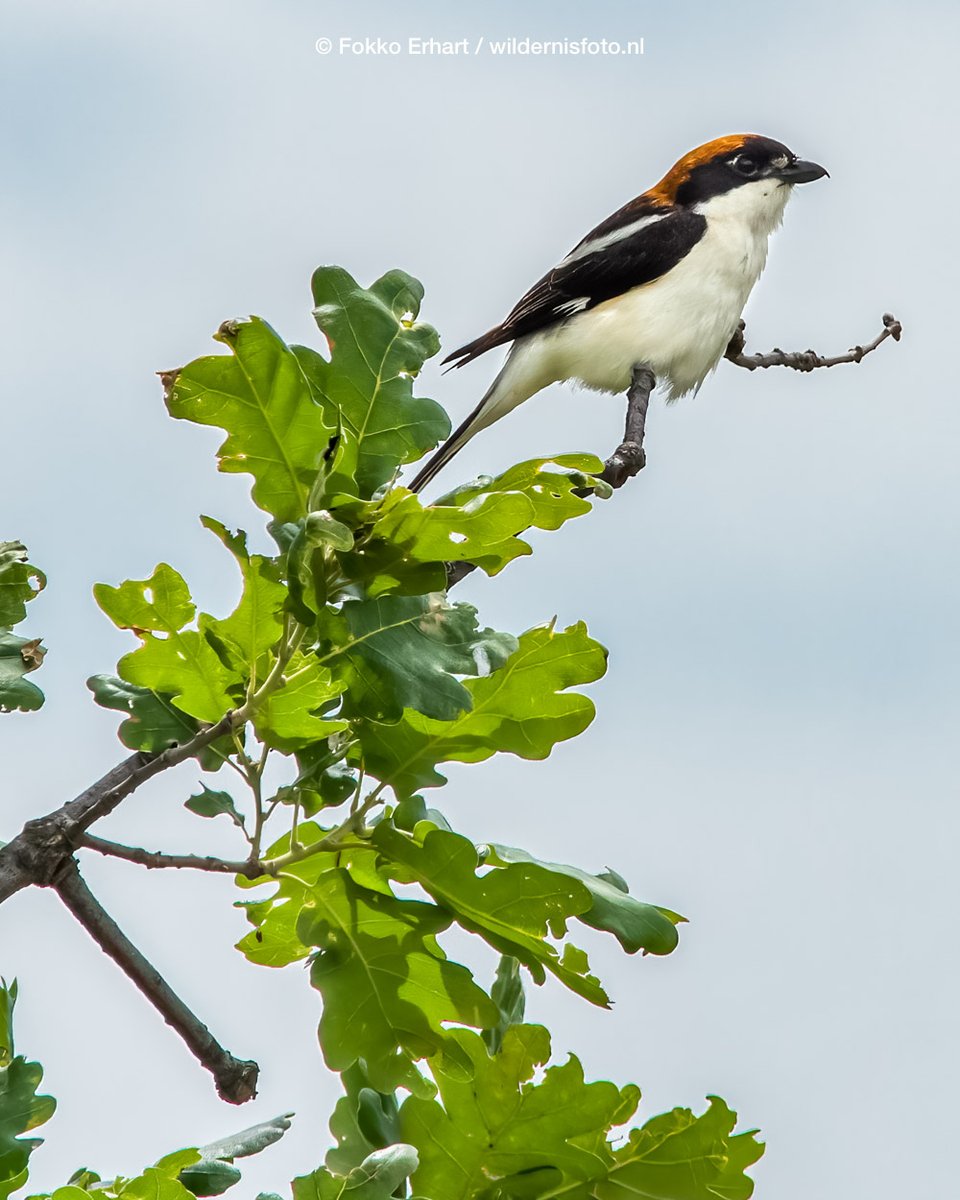 Vandaag mijn volgende groepsreis voorbereid naar de #OostelijkeRhodopen #Bulgarije. Zin in! #Schreeuwarend #Bijeneter #Grieksespotvogel #Roodkopklauwier