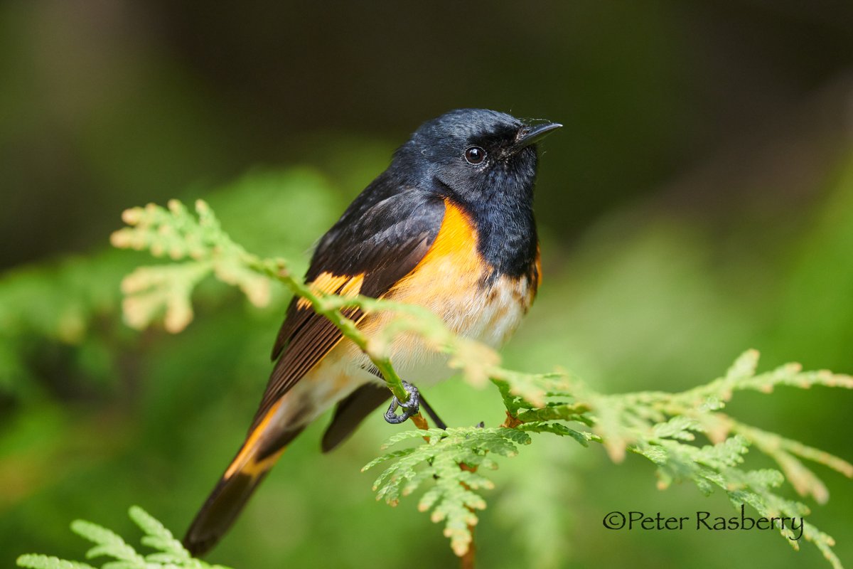 peter_rasberry's tweet photo. A few rare clean looks at American redstart and Black-throated green warblers this morning! New birds arriving following a nocturnal flight of over 400 million according to https://t.co/hW2jOOPaCC https://t.co/DTTspgX2FO
