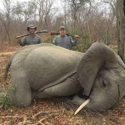 😢He was a 2-year-old baby elephant, in death he would bend his legs as if he were a child. The hunting company is Charlton Me Callum Hunting Safaris. The owner is Buzz Charlton Pro hunter is Max Delezenne and trophy hunter is MIKE JINES,owner of TOPGEN ENERGY.
SCUM OF THE EARTH!