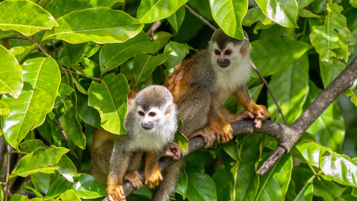 unepwcmc's tweet image. 22 May is a chance to celebrate the nature we all depend on.🧩🍃

With #BiodiversityDay coming up, let&apos;s think about our hopes are for nature 🌱 and how we can support the future of our planet🌍

We want to move from #AgreementToAction 💚 Stay tuned @UNBiodiversity