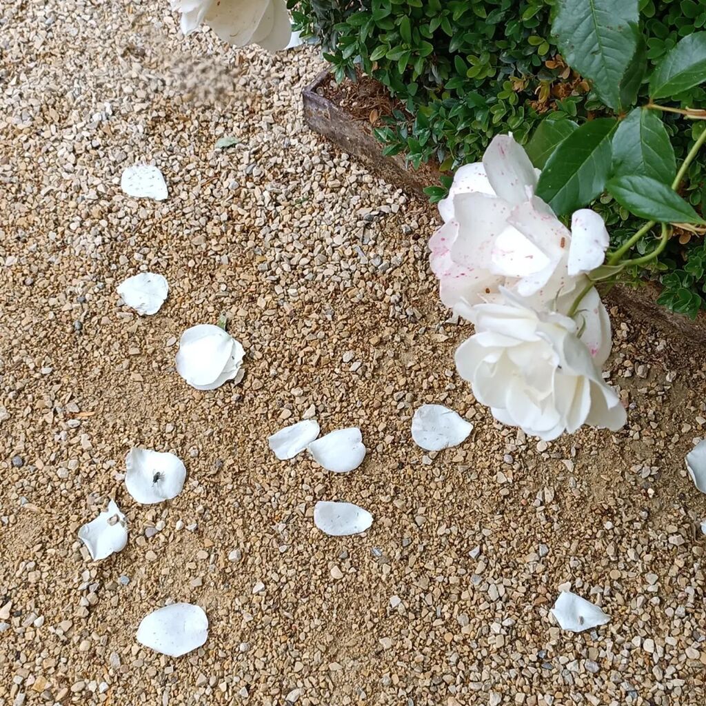 Aujourd'hui, blanches.

#fleur #flower #flowers #fleurs #roses #blanc #rose #white #garden #jardin instagr.am/p/Csbc6syoKnq/