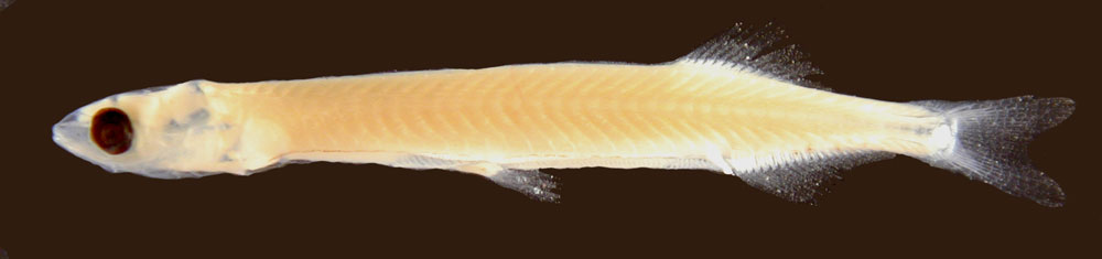 Varanussalvator's tweet photo. #FishEponym: Sundasalanx praecox, a species of freshwater clupeiform from the Mekong drainage, as well as various river systems and lakes in Thailand and Peninsular Malaysia. The genus was named after Sundaland.
π·: @MCZHarvard, Emanuela D'Antoni, Roberts (1981) https://t.co/gZpbYoy3Qi