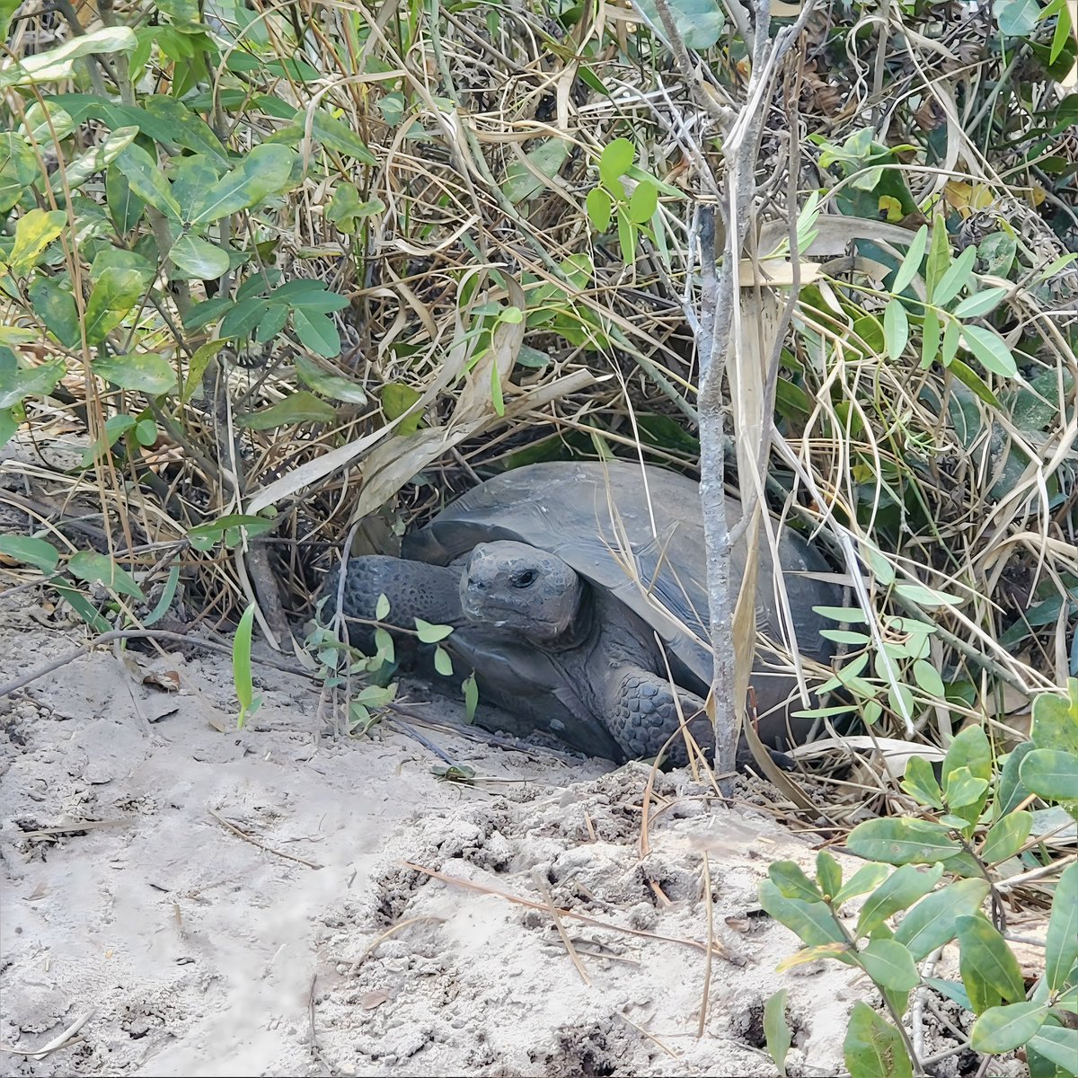 This gopher tortoise was spotted over by the Natural Lands pavilion soaking up some sun! Gopher tortoise burrows are known to go as deep as nine feet deep to shelter from Florida’s extreme temperatures

#teachingtuesday
