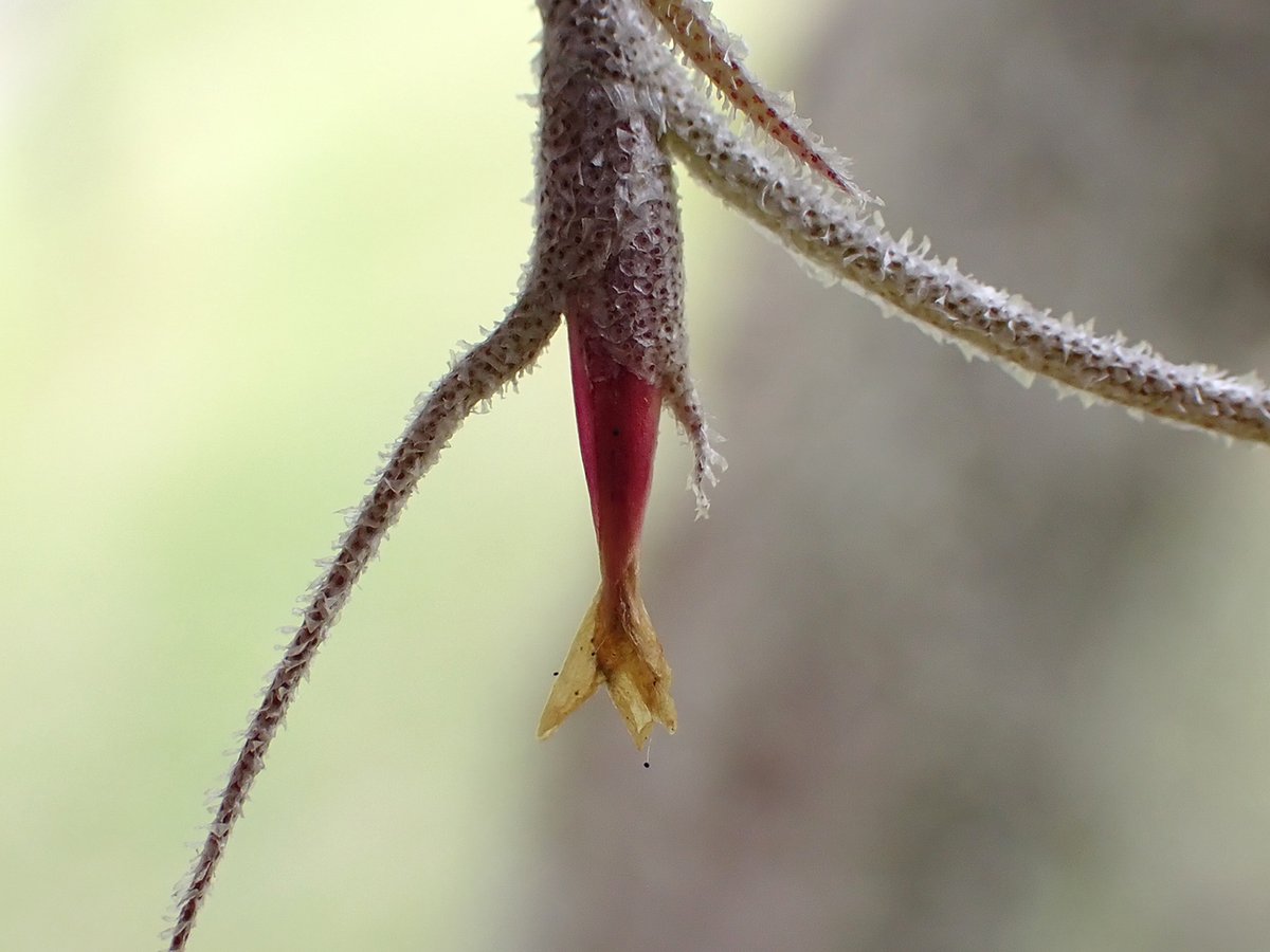 wfsuIGOR's tweet photo. Have you ever seen Spanish moss flowers? They're in bloom right now, and I'd love it if I could get a lot of folks to put their faces up to it and take a closer look (don't worry, Spanish moss in trees doesn't have chiggers). https://t.co/bew06QcVoE