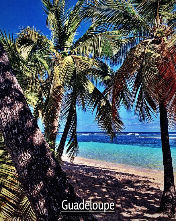 Excellente journée à tous les amoureux de la Guadeloupe . . .
Plage & Paysage de Guadeloupe !
————————               
- Bonne journée -                
————————               
Soleil de #Guadeloupe #Citation #Guadeloupeimage #Antilles ☀🌴♥💦🔥💯