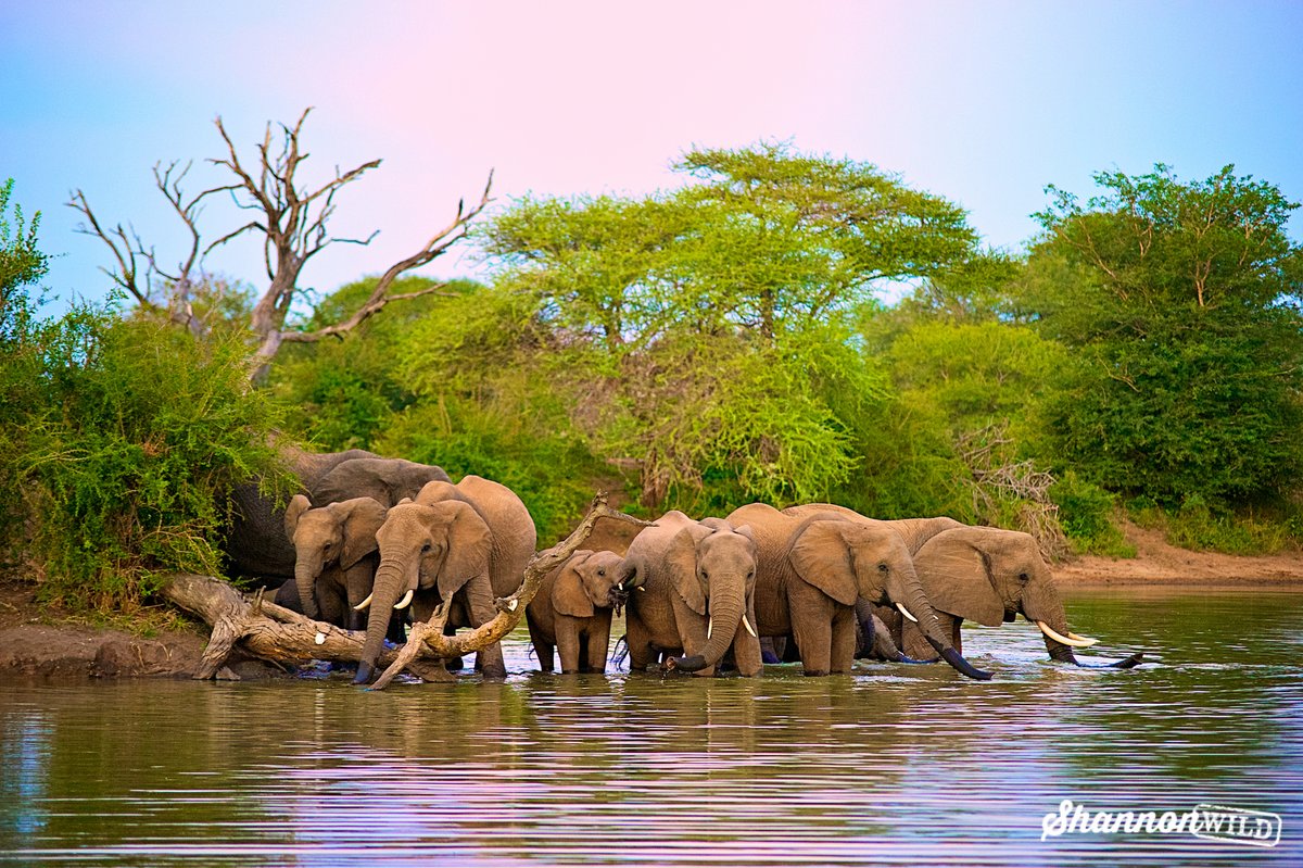 wildtomorrow's tweet photo. National Endangered Species Day serves as a reminder of how important it is to prevent further loss or harm to already endangered species.
For humans to thrive, nature must thrive 🌿
Image by our amazing ambassador Shannon Wild
#NationalEndangeredSpeciesDay #WildTomorrow https://t.co/ts9aoa5D4m