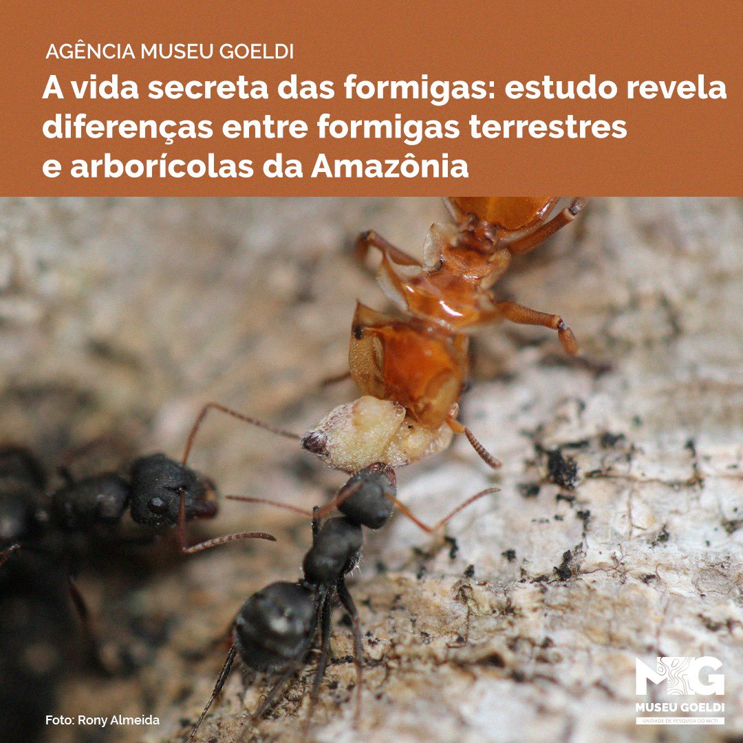 🐜As formigas são insetos encontrados em quase todos os lugares, e apesar de parecerem comuns, tem sempre alguma coisa que a ciência não sabe 🔎 Aqui na Amazônia, por exemplo, você sabe como são as formigas que vivem na floresta?  👇 (1/4)