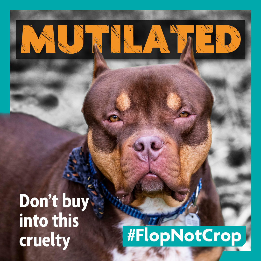 🐶 Ear Cropping is a cruel & painful procedure where a dog’s ear flap is shaped or removed, usually to make them look more intimidating💔

☎️ Suspect someone is illegally cropping their dogs' ears?
Call us: 0300 1234 999

➡️ Join our campaign: bit.ly/40izowe #FlopNotCrop