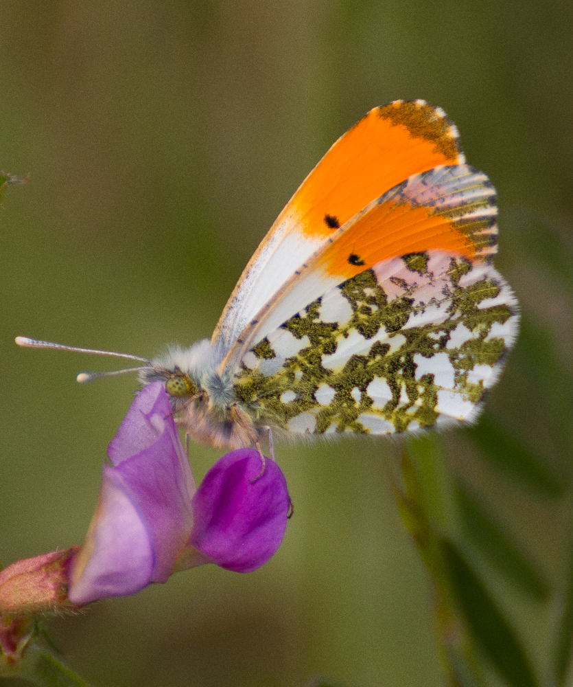 YorksWildlife's tweet photo. Take part in this year's #GreatYorkshireCreatureCount next month and play your part in recording the wonderful wildlife you see, wherever you are in Yorkshire! 📝🦋🐸🦔
https://t.co/VbQN9sdfGn
📷 Hedgehog - Gillian Day / Orange tip - Clive Dennison / Frog - Paddy Hall
#GYCC https://t.co/rD9ciRVfv2