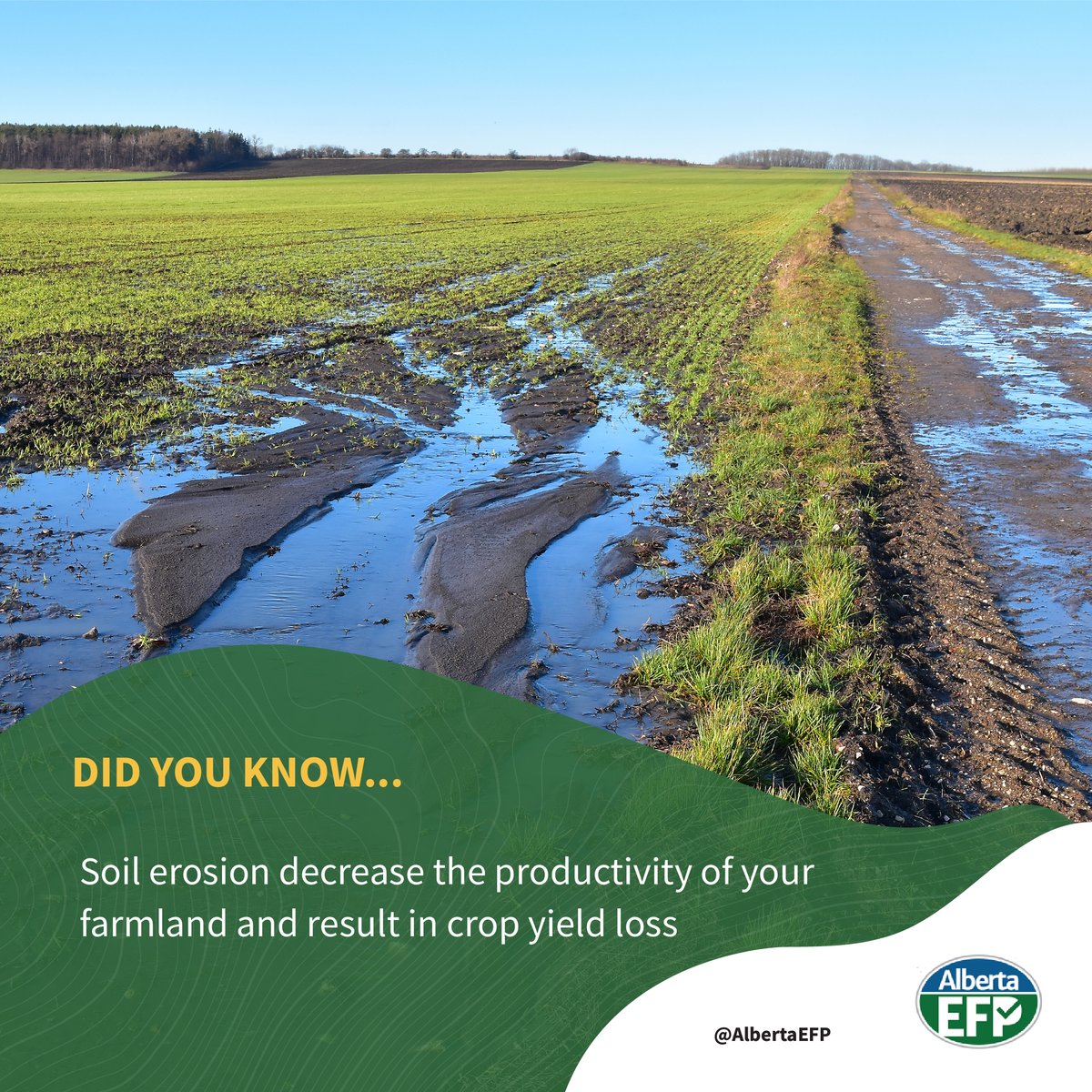 AlbertaEFP's tweet image. Did you know that when soil erodes, it can decrease the productivity of your farmland and result in crop yield loss? #sustainability #farming #AEFP #soilhealth #waterquality
