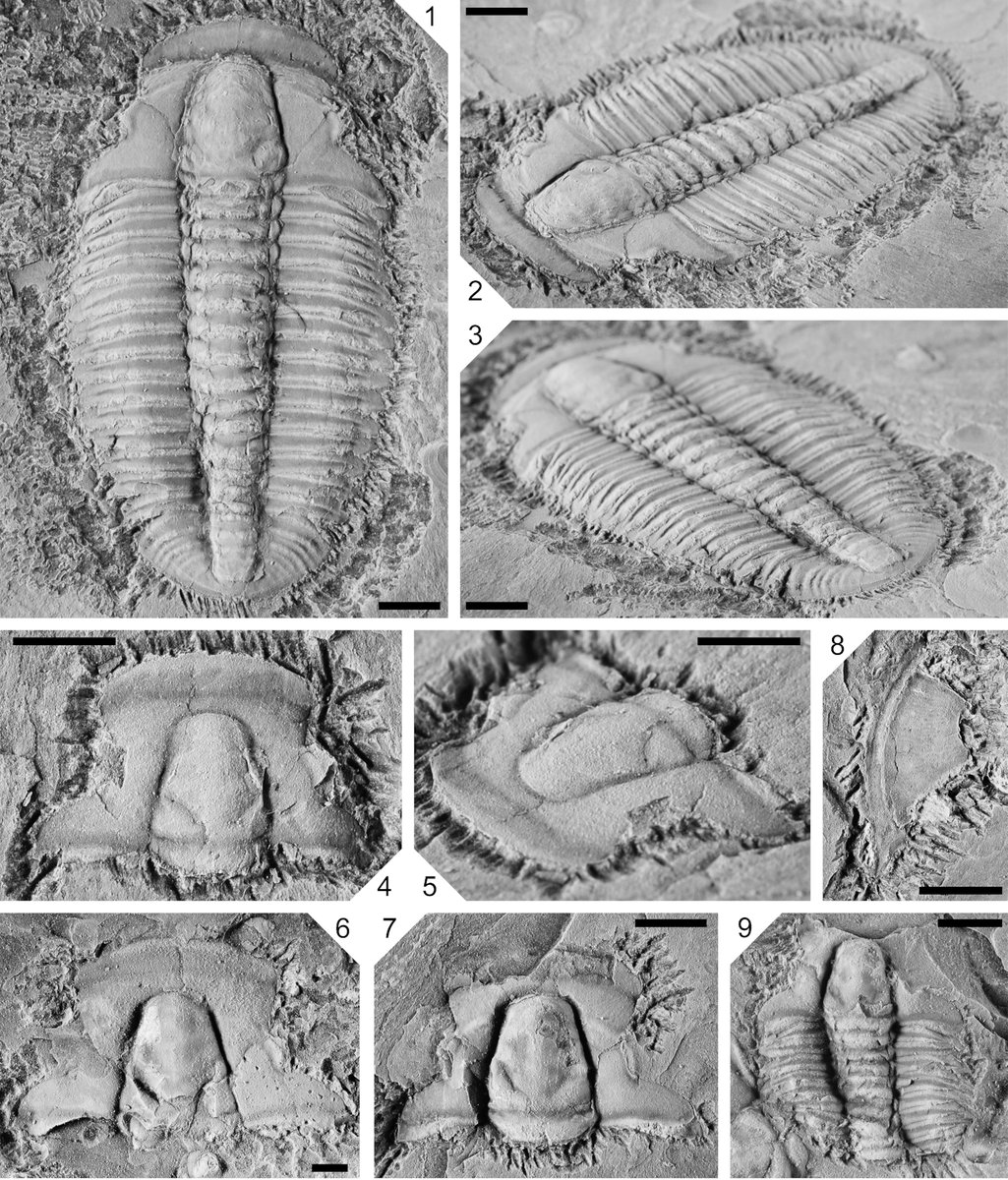 #NewPaper 🚨 Systematics and biostratigraphy of a new trilobite fauna collected from the subsurface Earlie Formation (Wuliuan Stage, Miaolingian Series, Cambrian) in southwestern Saskatchewan

Via Handkamer and <a href="/USaskGeoSci/">USask Geological Sciences</a> colleagues ➡️ cdnsciencepub.com/doi/full/10.11…

#FossilFriday