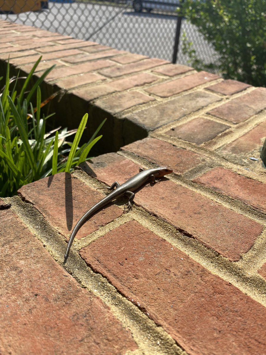 Matt Falk tweet media