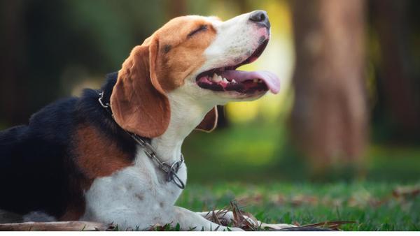 PCSgrades's tweet image. Who says pets are not family? PCS orders, that's who. Here are five considerations when PCSing with pets!

pcsgrades.com/cms/blog/help-…

#PCS #PCSing #PCSgrades #PCSingPets