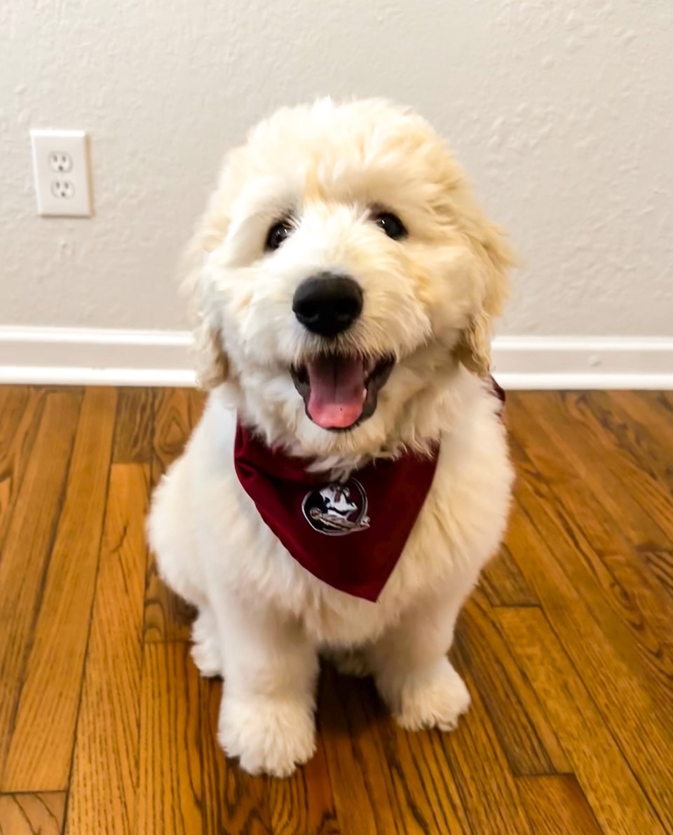 barefoottally's tweet image. Happy #GoodBoyFriday Noles!

#ShopBarefoot #FSU #GoNoles #Seminoles #Noles #Tally #Tallahassee