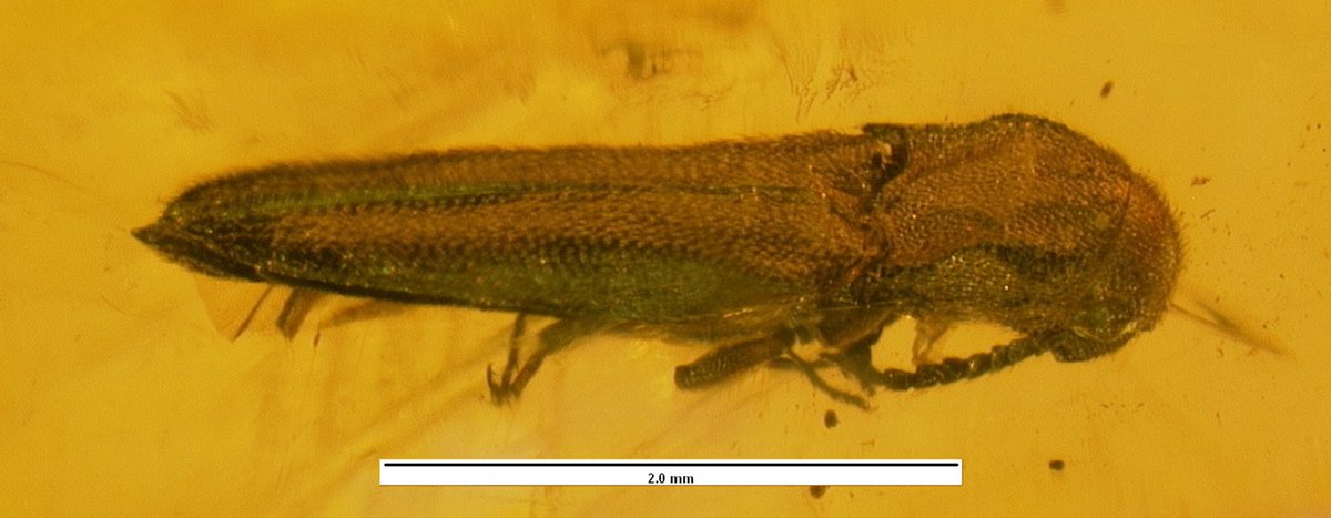#NewSpecies
New false click beetle from Dominican amber just surfaced on #FossilFriday:

Nematodes thoracicus

Treatment: treatment.plazi.org/id/267087B0-FF…
Publication: doi.org/10.5281/zenodo…
#InsectaMundi @ColeopSoc @PaleoSoc @FossilBonanza
#FAIRdata #nature #paleo #paleontology #beetles