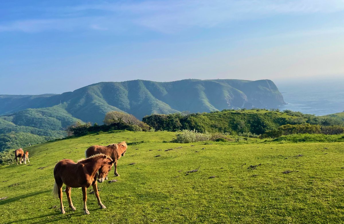 西ノ島に行ってきたよん😚

馬や牛が放牧されてるの🐴🐃
小さい島だからトゥクトゥクをレンタルして二日で周れた🤩
1日目は旅館、2日目はテント⛺️

トゥクトゥク運転して筋肉痛ですw https://t.co/0HpYlOzBX9 https://t.co/Vy7G5JNmAd