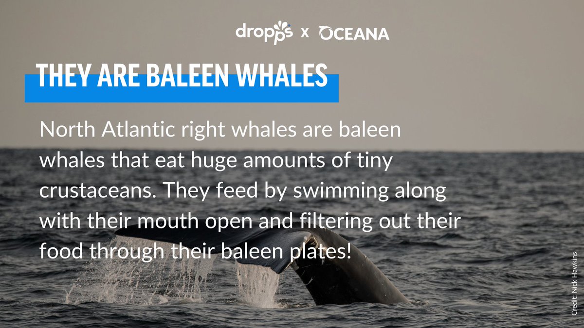 WarschildFdn's tweet photo. Today is #EndangeredSpeciesDay, and @Oceana &amp; @Dropps want to shine a spotlight on one ocean animal that really needs our help: the North Atlantic right whale. Take action to protect these critically endangered whales at https://t.co/W4SlxZ6IEI #RightWh… https://t.co/xKxqiGxx7q