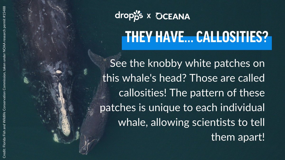 WarschildFdn's tweet photo. Today is #EndangeredSpeciesDay, and @Oceana &amp; @Dropps want to shine a spotlight on one ocean animal that really needs our help: the North Atlantic right whale. Take action to protect these critically endangered whales at https://t.co/W4SlxZ6IEI #RightWh… https://t.co/xKxqiGxx7q