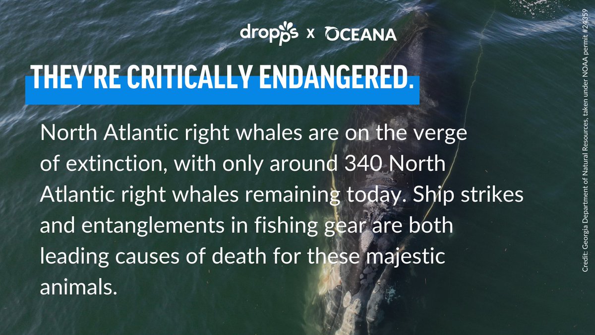 WarschildFdn's tweet photo. Today is #EndangeredSpeciesDay, and @Oceana &amp; @Dropps want to shine a spotlight on one ocean animal that really needs our help: the North Atlantic right whale. Take action to protect these critically endangered whales at https://t.co/W4SlxZ6IEI #RightWh… https://t.co/xKxqiGxx7q