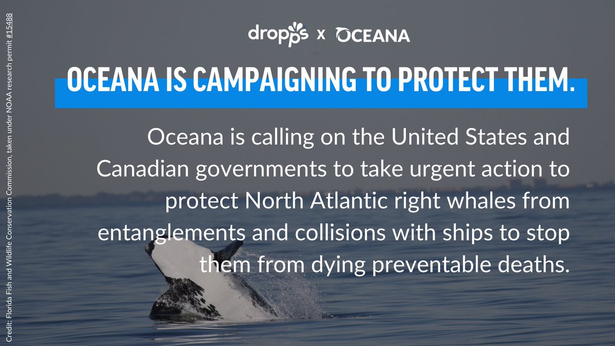 WarschildFdn's tweet photo. Today is #EndangeredSpeciesDay, and @Oceana &amp; @Dropps want to shine a spotlight on one ocean animal that really needs our help: the North Atlantic right whale. Take action to protect these critically endangered whales at https://t.co/W4SlxZ6IEI #RightWh… https://t.co/xKxqiGxx7q