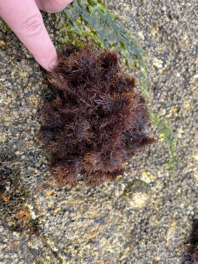 Limpet barrens (on block), limpet pits (bio erosion of limestone) and #limpet islands (habitat for algae) all on display on the formidable #Plymouth #Breakwater. Limpets are ecosystem engineers… paper coming out in July 👍