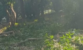 #लखनऊ कमिश्नरेट #थाना_मलिहाबाद क्षेत्र के मोहम्मदनगर तालुकेदारी गांव से पहले मलीहाबाद से कसमंडी कला जानेवाली रोड साहिमाबाद के आगे से तालुकेदारी रोड पर अवैध रूप से आम के हरे पेड़ों पर चलाए जा रहे आरा <a href="/UPPViralCheck/">UPPOLICE FACT CHECK</a> <a href="/Uppolice/">UP POLICE</a> <a href="/lkopolice/">LUCKNOW POLICE</a> <a href="/dgpup/">DGP UP</a>  <a href="/CMOfficeUP/">CM Office, GoUP</a> <a href="/UpfcForest/">Uttar Pradesh Forest Corporation</a> <a href="/UpforestUp/">Environment, Forest and Climate Change Department</a>